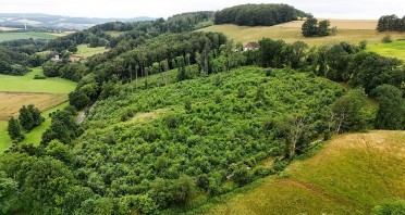 Drohnenaufnahme eines dicht bewachsenen jungen Laubwaldes in der hügeligen Landschaft bei Extertal-Nösingfeld.