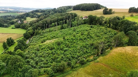 Drohnenaufnahme eines dicht bewachsenen jungen Laubwaldes in der hügeligen Landschaft bei Extertal-Nösingfeld.