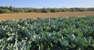 Blumenkohlpflanzen auf einem Gemüsefeld bei trockenem Sommerwetter, dahinter eine braune Ackerfläche unter blauem Himmel.
