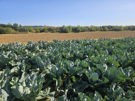 Blumenkohlpflanzen auf einem Gemüsefeld bei trockenem Sommerwetter, dahinter eine braune Ackerfläche unter blauem Himmel.