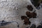 Mehrere Zwergfledermäuse sitzen dicht beieinander in einem Fledermauskasten am BILSTER BERG.