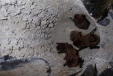 Mehrere Zwergfledermäuse sitzen dicht beieinander in einem Fledermauskasten am BILSTER BERG.