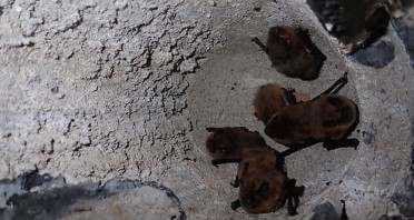Mehrere Zwergfledermäuse sitzen dicht beieinander in einem Fledermauskasten am BILSTER BERG.