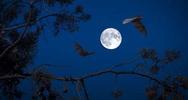 Zwei Fledermäuse fliegen bei Vollmond zwischen dunklen Baumästen vor blauem Nachthimmel.