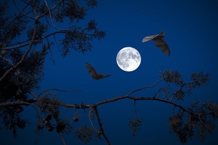 Zwei Fledermäuse fliegen bei Vollmond zwischen dunklen Baumästen vor blauem Nachthimmel.