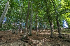 Blick in einen Laubwald am Mühlenberg mit unterschiedlich starken Bäumen und bewaldeter Hanglage.