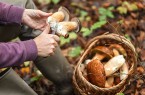 Eine Person säubert zwei gesammelte Pilze mit einem Messer neben einem Korb voller Pilze im Wald.