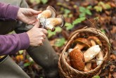 Eine Person säubert zwei gesammelte Pilze mit einem Messer neben einem Korb voller Pilze im Wald.