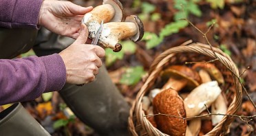 Eine Person säubert zwei gesammelte Pilze mit einem Messer neben einem Korb voller Pilze im Wald.