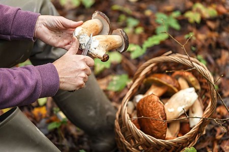 Eine Person säubert zwei gesammelte Pilze mit einem Messer neben einem Korb voller Pilze im Wald.