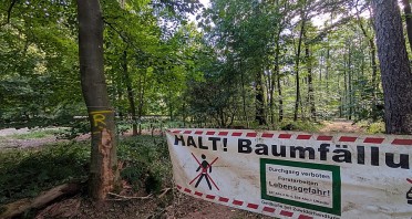 Waldweg bei Alverdissen mit Absperrung und Warnhinweis auf Baumfällarbeiten.