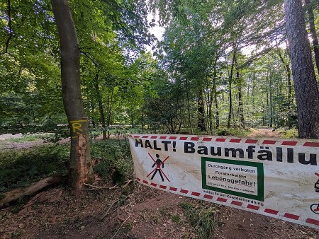 Waldweg bei Alverdissen mit Absperrung und Warnhinweis auf Baumfällarbeiten.