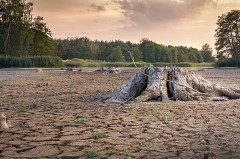 Ausgetrockneter Gewässerboden mit freigelegten Baumstümpfen vor einem Wald bei Abendlicht.
