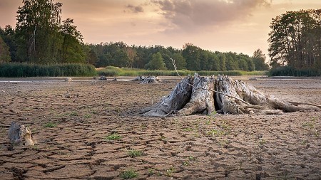 Ausgetrockneter Gewässerboden mit freigelegten Baumstümpfen vor einem Wald bei Abendlicht.