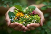 Zwei Hände halten eine Mischung aus grünen Wildkräutern sowie gelben, blauen, weißen und rosafarbenen Blüten.