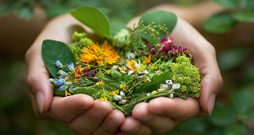Zwei Hände halten eine Mischung aus grünen Wildkräutern sowie gelben, blauen, weißen und rosafarbenen Blüten.