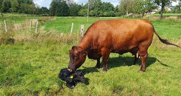 Red-Bente_mit-Bullenkalb. Foto: Weidegemeinschaft Kleinenberg GbR Georg Rücker