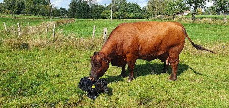 Red-Bente_mit-Bullenkalb