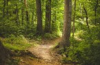 Symbolbild Wildnisgebiete Egge-Wald. Quelle: Pixabay