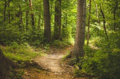 Symbolbild Wildnisgebiete Egge-Wald. Quelle: Pixabay