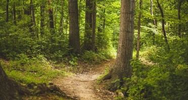 Symbolbild Wildnisgebiete Egge-Wald. Quelle: Pixabay