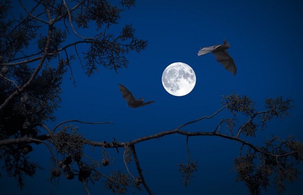 Zwei Fledermäuse fliegen vor einem hellen Vollmond, eingerahmt von dunklen Baumästen vor blauem Nachthimmel.
