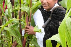 Eine Frau mit schwarzem Hut steht zwischen hohen Maispflanzen auf einem Feld.