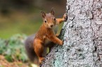 Rotes Eichhörnchen klettert an einem Baumstamm.