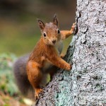 Rotes Eichhörnchen klettert an einem Baumstamm.