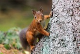 Rotes Eichhörnchen klettert an einem Baumstamm.