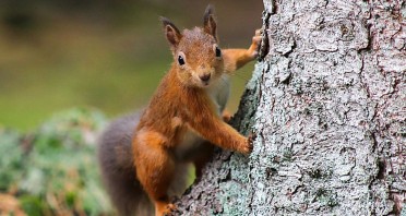 Rotes Eichhörnchen klettert an einem Baumstamm.