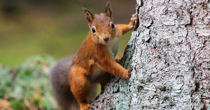 Rotes Eichhörnchen klettert an einem Baumstamm.